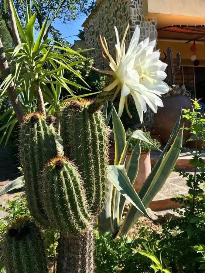 La Cactee Singuliere Bed & Breakfast Beziers Bagian luar foto